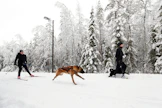 Erikseen merkityillä koiraladuilla voi mennä lemmikin kanssa, mutta muualla voi kanssahiihtäjien palaute olla kipakkaa.