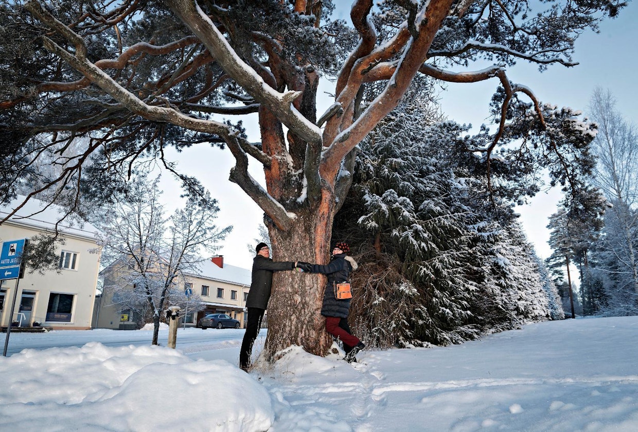 Hieno vanha mänty herkisti Tervashongat halailemaan.