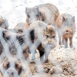 Afrikkalainen sikarutto on sikojen ja villisikojen tappava ja helposti leviävä tauti, joka ei tartu ihmisiin. Kuvassa suomalaisia tarhattuja villisikoja.