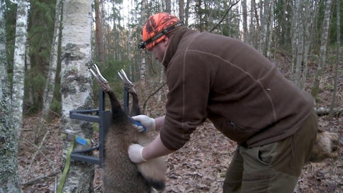 Nylkeminen kannattaa tehdä heti, niin ei tarvitse kotona pimeässä tehdä.