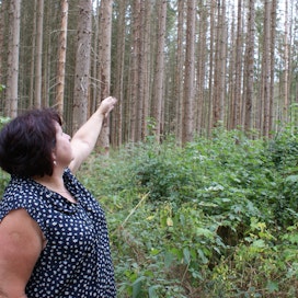 Bambergin piirikunnan yksityisten metsänomistajien puheenjohtaja Angelika Morgenroth esittelee vajaan hehtaarin kuusimetsää, joka pitäisi kaataa nopeasti, jotta kirjanpainajat eivät pääsisi leviämään.