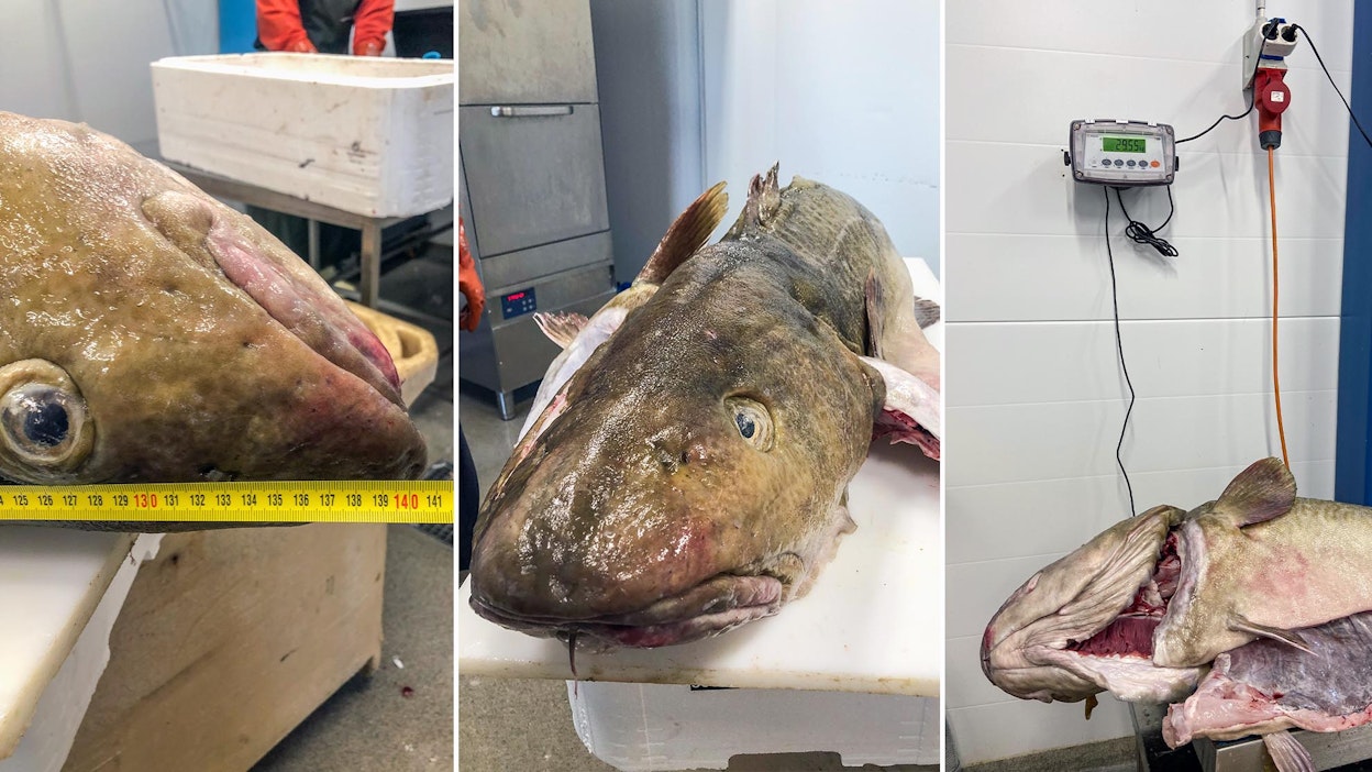 Suomen ennätyskalarekisterin suurin kala on nyt turska – painoa peräti  29,55 kiloa - MT Metsä - Maaseudun Tulevaisuus
