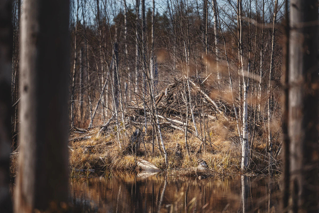 Maaseudun Tulevaisuus