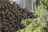 Keväällä etenkin kuitupuun hinta nousi tuntuvasti. 