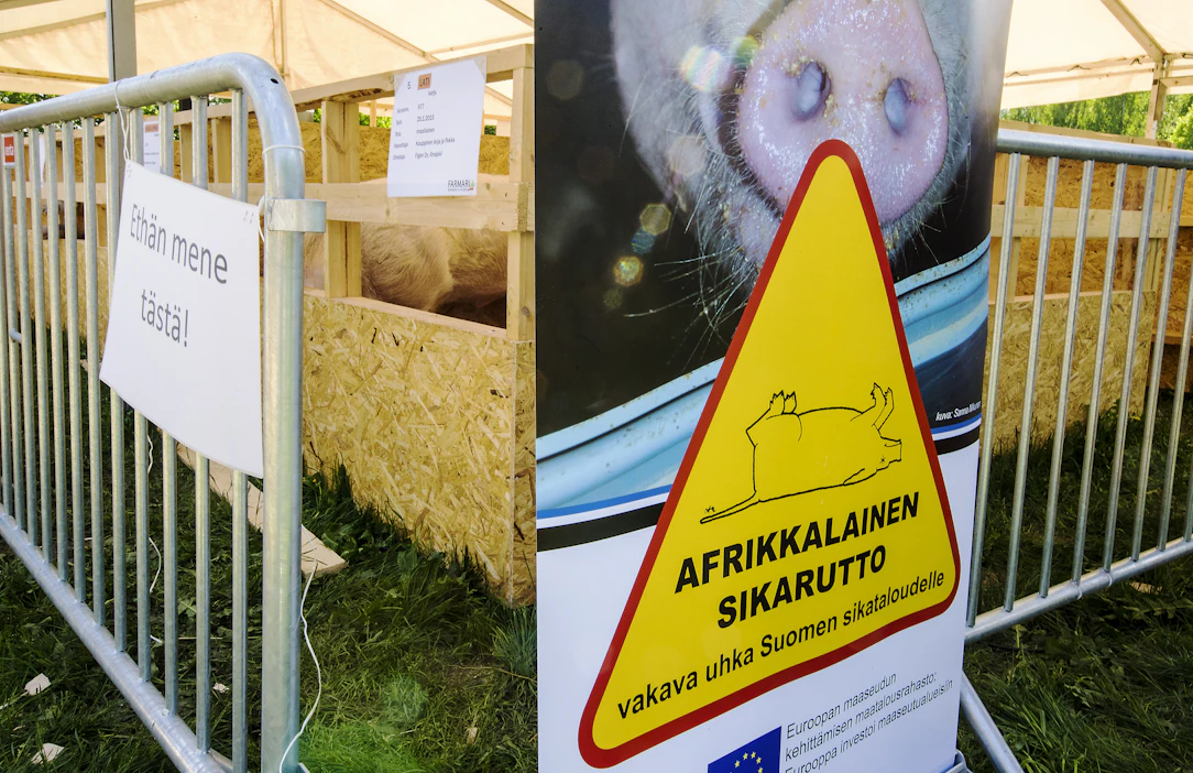 Afrikkalaista sikaruttoa ei toistaiseksi ole todettu Suomessa mutta riski sen leviämiselle on olemassa.