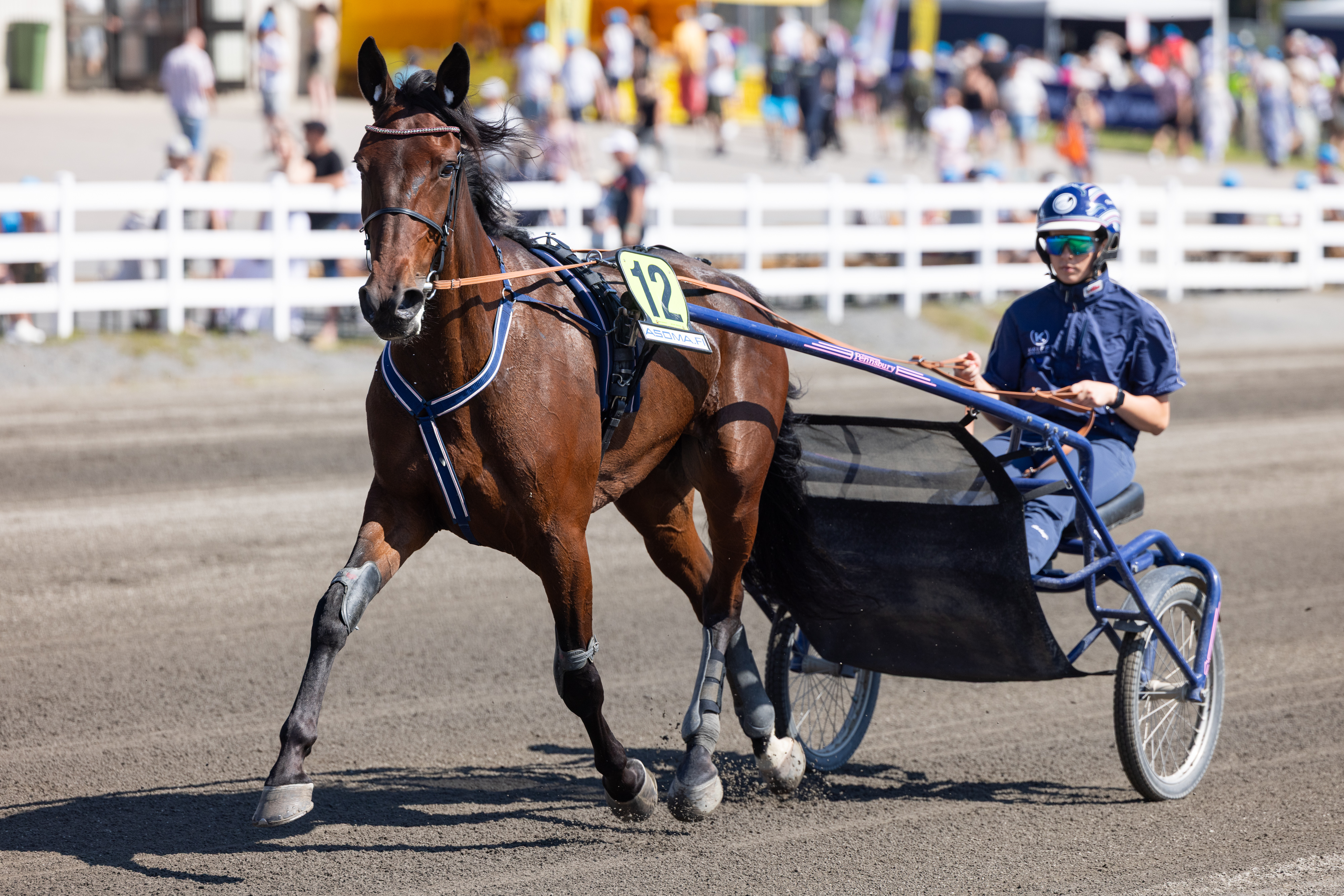 Hanna Lepistön valmennukseen hiljattain siirtynyt Caia on yksi Tammavaltikan suosikeista.