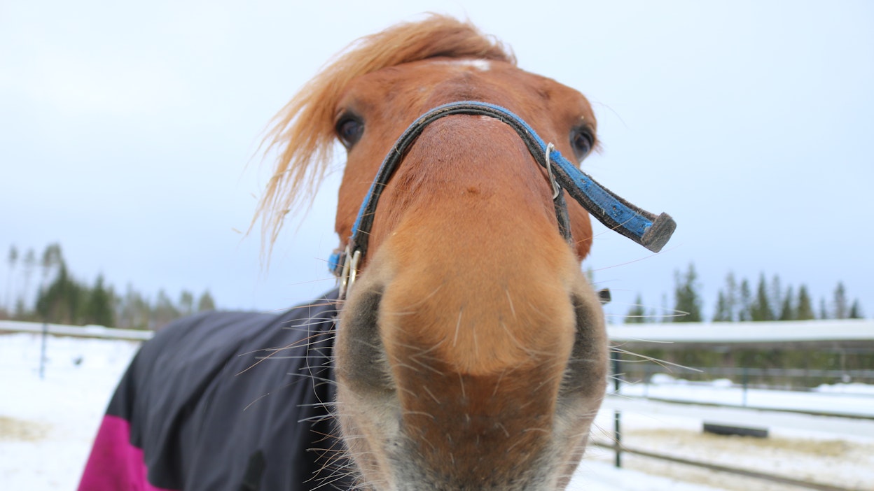 Onko suomenhevonen kaikkien sille osoitettujen juhlapuheiden arvoinen?