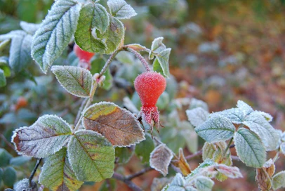 Heinäkuussa oli peräti 18 hallayötä.