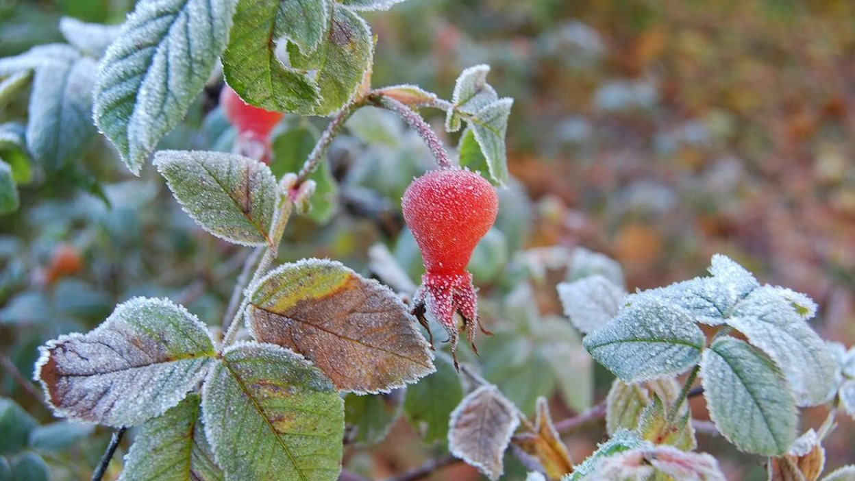 Heinäkuussa oli peräti 18 hallayötä.