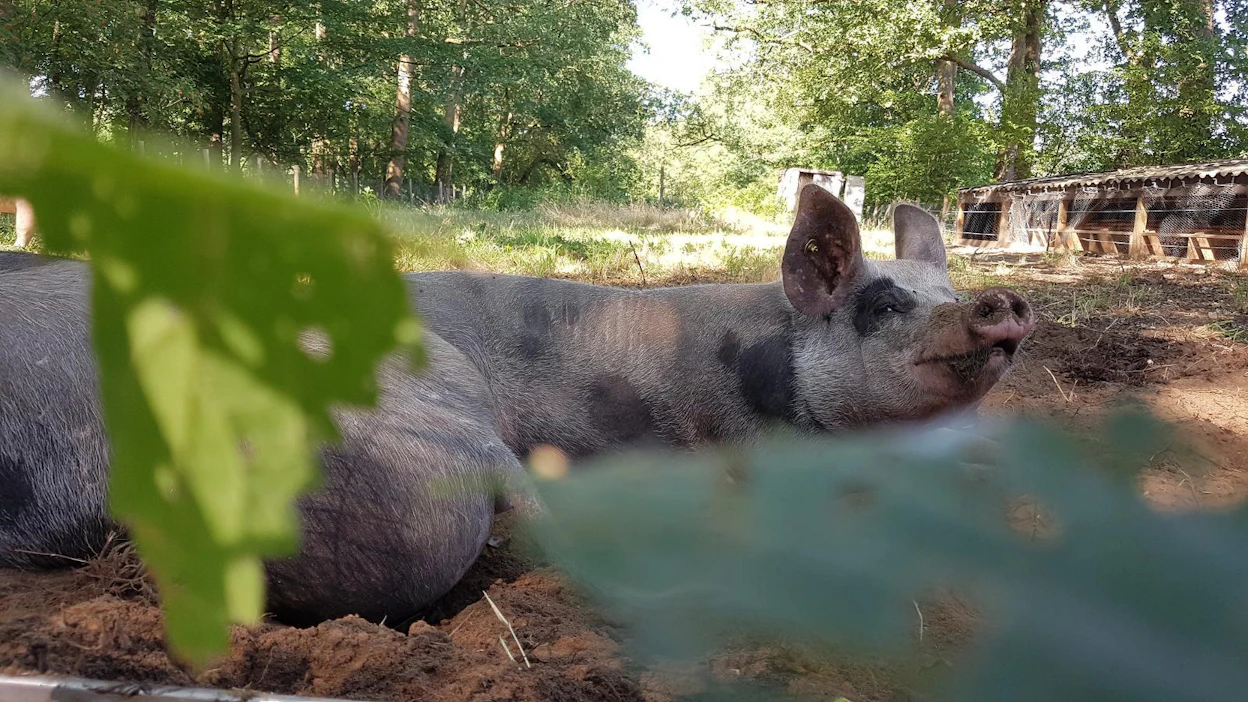 Ulkona laiduntavat siat ovat uteliaita eläimiä. Schipholin lentokentän läheisellä pellolla niiden toivotaan karkottavan linnut pois.