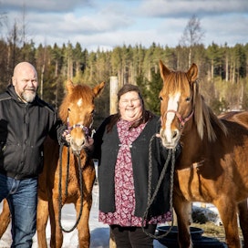 Pekka ja Paula Lähteiselle hevosten kasvattaminen on elämäntapa. Paulan Pirpana on vuoden ikäinen tulevaisuuden toivo. Siitostamma Helun Hurma puolestaan tallin tuorein tulokas.