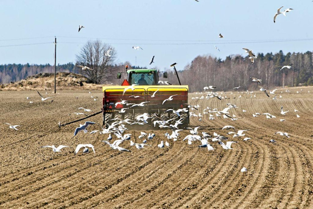 Kylväjä kylvö Henry Wikström Kylvökone streif ohra