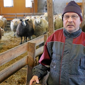 Lampuri Markku Korpelan kymmenen vuotta sitten rakentamassa lampolassa Kemijärven Kostamossa on sata uuhta. Aluksi sivutoimisena alkanut lammastalous vaihtui päätoimiseksi samoihin aikoihin kun uusi lampola valmistui.
