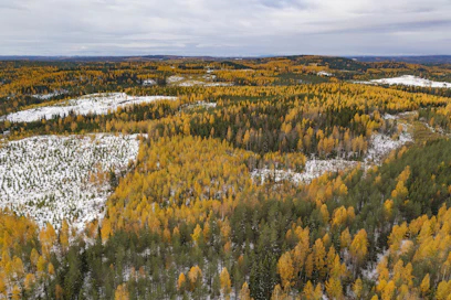 Sekametsäisyys lisää metsien monimuotoisuutta. 