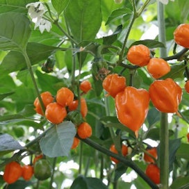 Chilin hedelmiä kutsutaan harrastajapiireissä podeiksi.