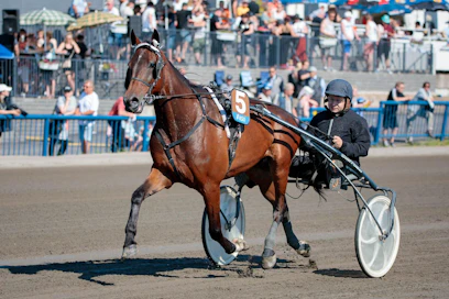 Kimmo Ahola on rakentanut Redemptionista voittokoneen. Tänään alkaa kaksikon viides yhteinen kausi. Viime vuosi toi Redemptionille valtakunnan voitokkaimman hevosen tittelin.