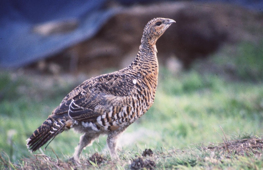 Kuvan lintu ei liity tapaukseen.