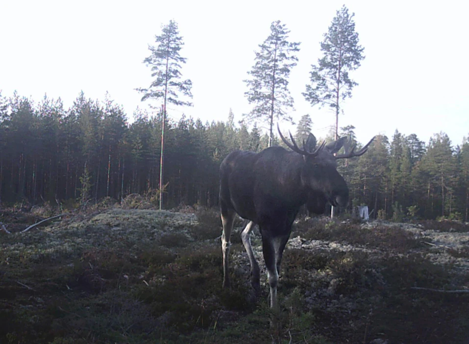 Paisunut hirvikanta altistaa metsätuhoille ja vaarantaa liikenneturvallisuutta, MTK:n ja sidosryhmien kannanotossa todetaan.