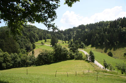 Sloveniassa kasvaa luonnostaan yli 70 puulajia, ja joka neljäs maan asukas on metsänomistaja.