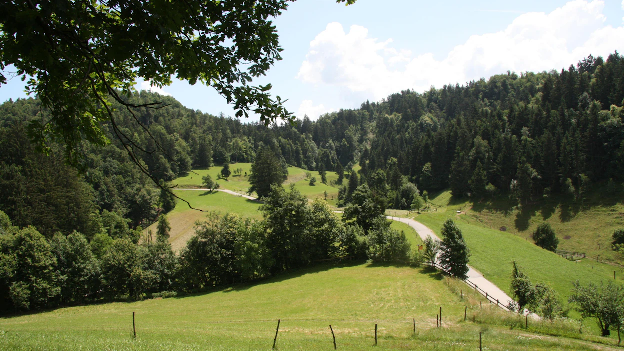 Sloveniassa kasvaa luonnostaan yli 70 puulajia, ja joka neljäs maan asukas on metsänomistaja.
