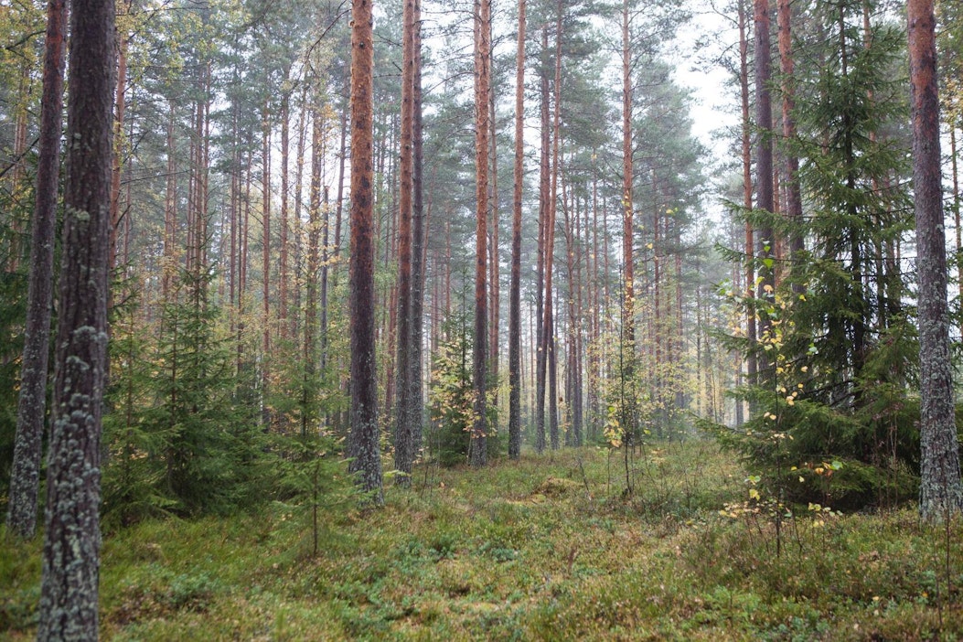 United Bankersin metsärahastojen yhteenlaskettu metsäomaisuus kasvaa yli 60 000 hehtaariin.