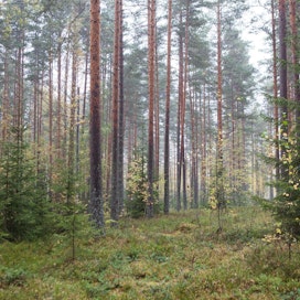 United Bankersin metsärahastojen yhteenlaskettu metsäomaisuus kasvaa yli 60 000 hehtaariin.
