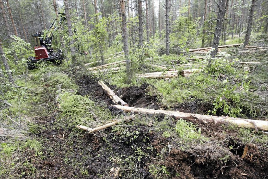 Jaakko Martikainen Harvennushakkuuta turvemaalla.