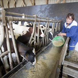 Vihtiläinen maidontuottaja Marja Niemi jakaa mulleille omalla tilalla viljeltyä härkäpapua sisältävää jauhoseosta. Lehmät saavat samaa seosta iltalypsyn yhteydessä. Markku Vuorikari