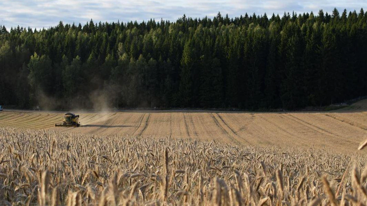 Parhaat rukiinviljelijät kisasivat tänäkin vuonna. Voitto irtosi 8 730 kilon hehtarisadolla. Voittoisan rukiin puinti aloitettiin 20. elokuuta.