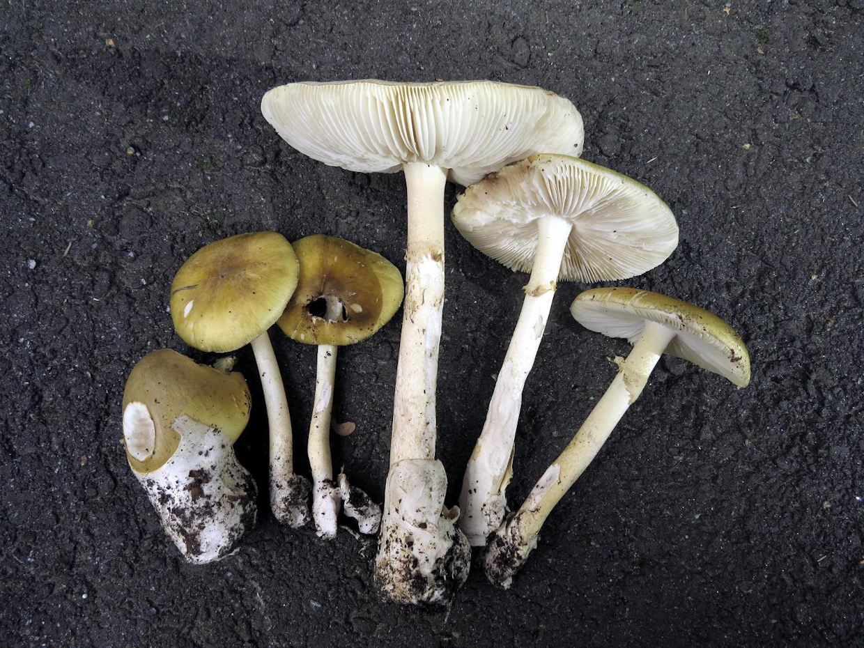 Kavalakärpässieni