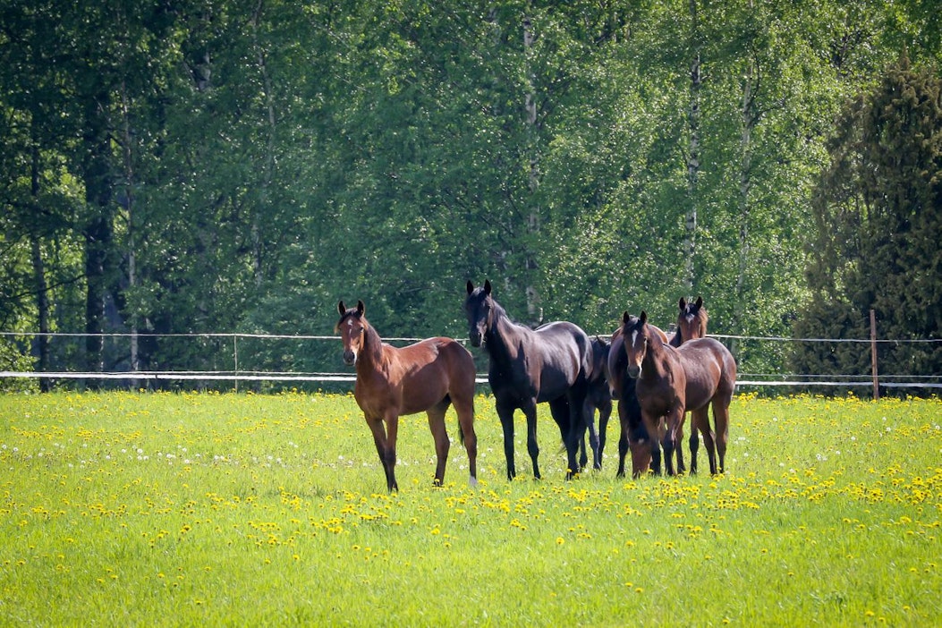Syntyvien varsojen määrän lasku huolestuttaa Suomen Hippoksen valtuuskuntaa.