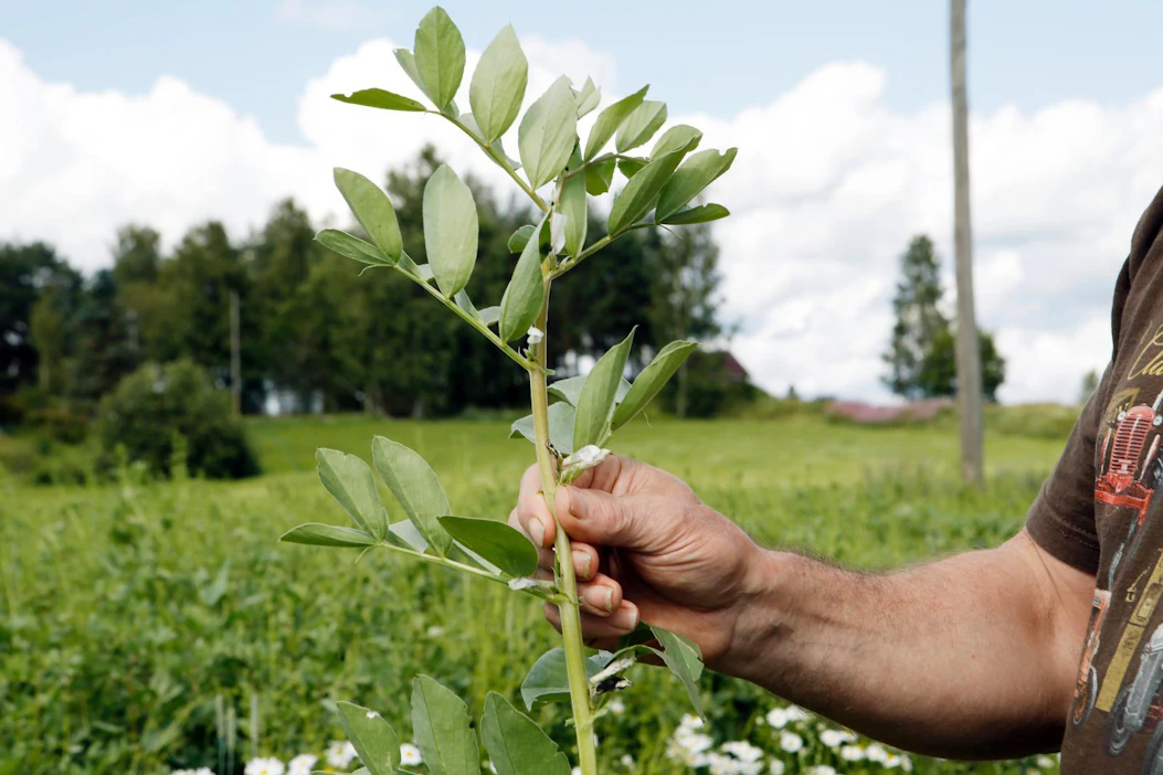 Tuontisoijan korvaaminen härkäpavulla kohentaisi Suomen vaihtotasetta 50 miljoonalla eurolla, kertoo Sitra.