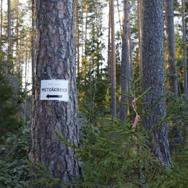 Greenpeace on vastustanut Savonlinnan seurakunnan hakkuusuunnitelmia.