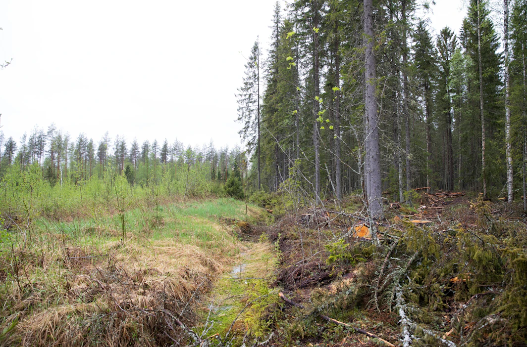 Jatkuvan eli jatkuvapeitteisen kasvatuksen periaatteiden mukaan hoidetussa metsässä on monenikäisiä puita ja useita latvuskerroksia. Menetelmästä käytetään myös nimitystä eri-ikäisrakenteinen kasvatus tai metsänhoidollinen harsinta.