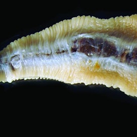 Espanjasta tuodulta koiralta löydetyn Linguatula serrata -kielimadon pituus oli kolmisen senttimetriä. Kuva: Anu Näreaho