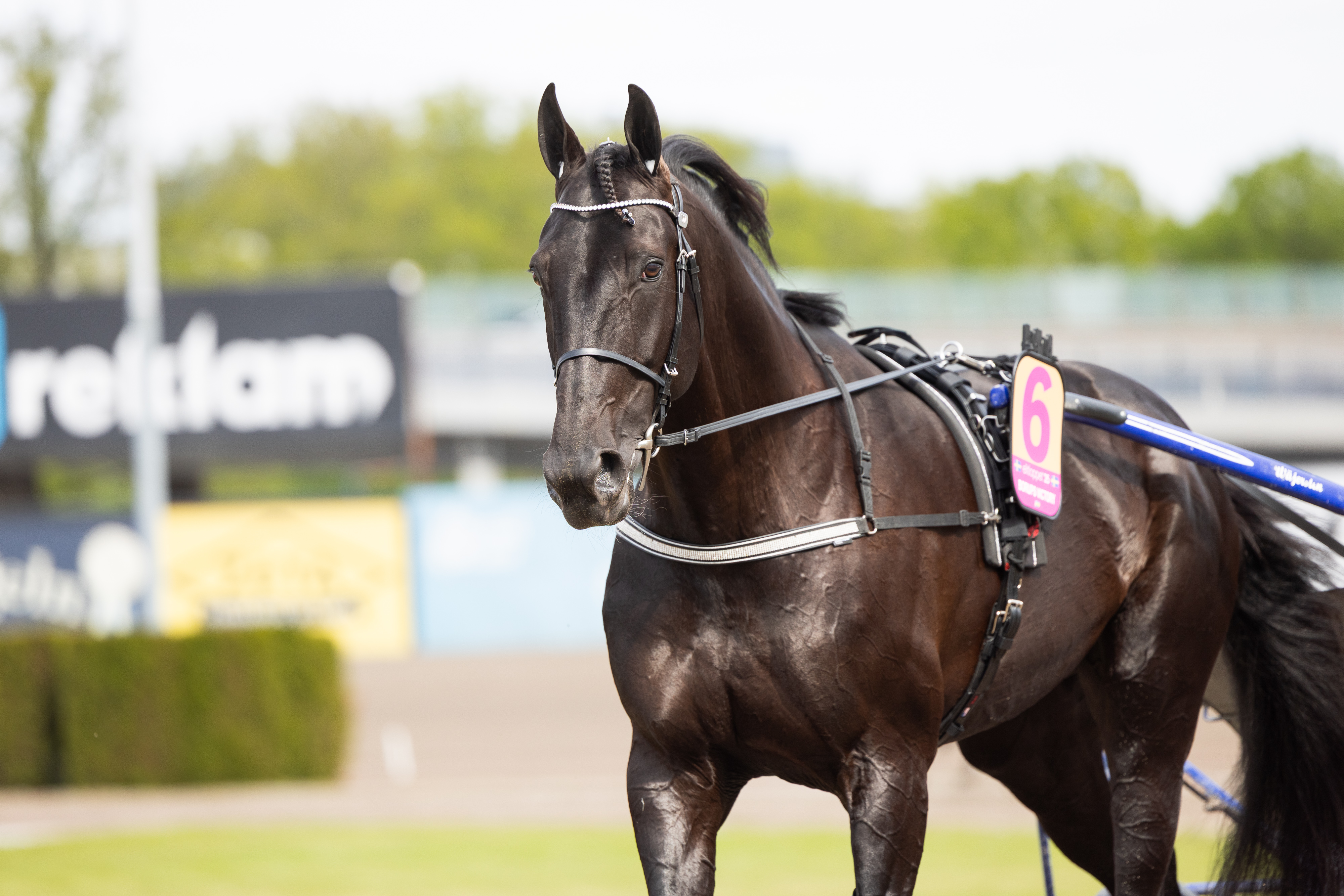 Borups Victory on Kymi GP:n ennakkosuosikki.