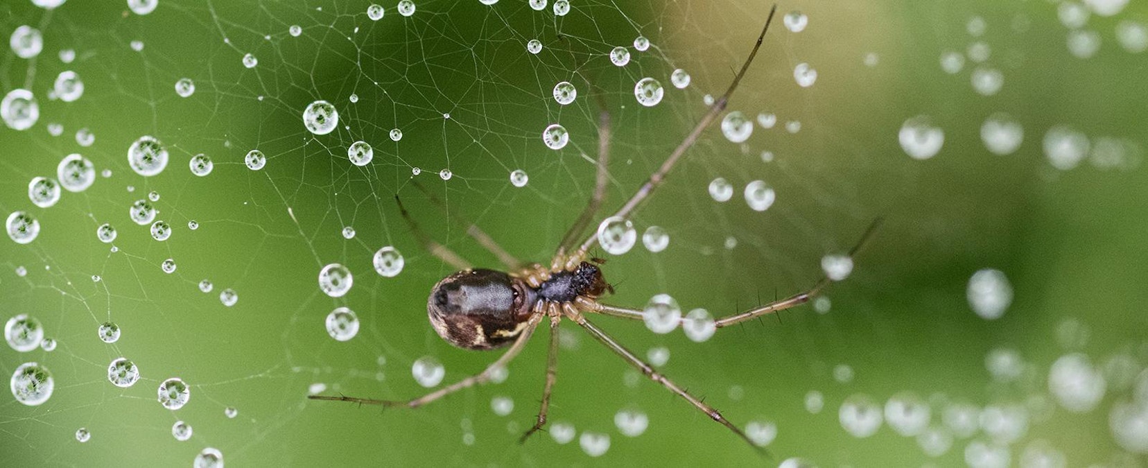 Hämähäkeillä on useimmiten yhtä monta silmää kuin jalkaakin – vaikka  näkökyky ei ole kehuttava, ne näkevät samanaikaisesti eteen, ylös ja  sivuille - MT Metsä - Maaseudun Tulevaisuus
