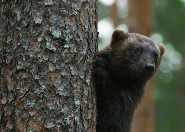 Ahma kiusaa Kajaanin Kuluntalahdessa. Kuvan eläin ei liity tapaukseen.