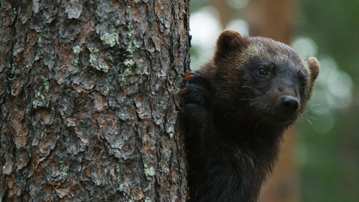 Ahma kiusaa Kajaanin Kuluntalahdessa. Kuvan eläin ei liity tapaukseen.