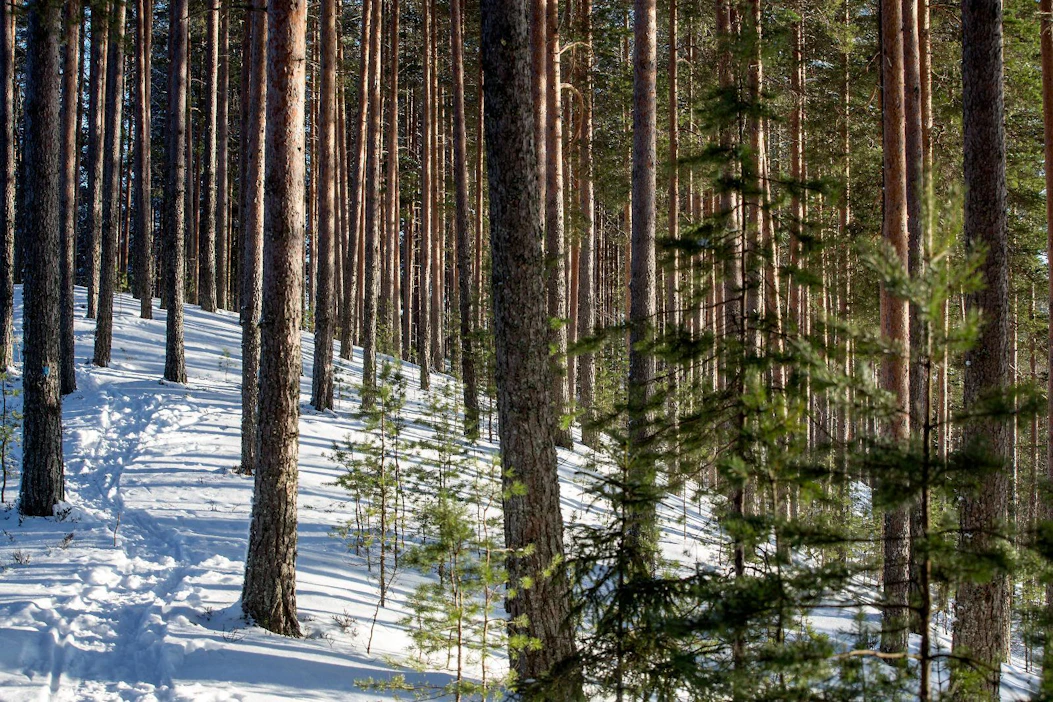 Anoran metsistä valtaosa on hiekkapohjaisilla pohjavesialueilla, mistä vettä suodattuu maa-aineksen läpi pohjavedeksi. Kuvituskuva.