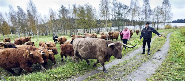 Hyvätuuli-yhteistyötä tekevät Pirjo Stenberg ja Arto Pohjolainen ohjailevat laiduntavaa ylämaankarjaa Pieksämäellä. Kari Salonen