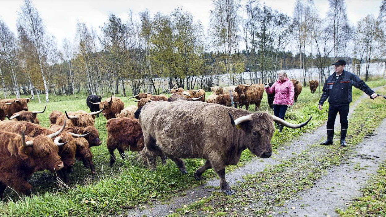 Hyvätuuli-yhteistyötä tekevät Pirjo Stenberg ja Arto Pohjolainen ohjailevat laiduntavaa ylämaankarjaa Pieksämäellä. Kari Salonen