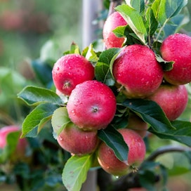 Kotimaista omenaa ei tarvitse kuoria, sillä sitä ei ole käsitelty säilöntäaineilla tai erilaisilla pintavahoilla.