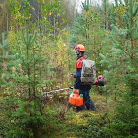 Metsien kasvu ei ole tullut ilmaiseksi, Fagerblom muistuttaa blogissaan. Sen eteen on tehty Suomessa paljon töitä.