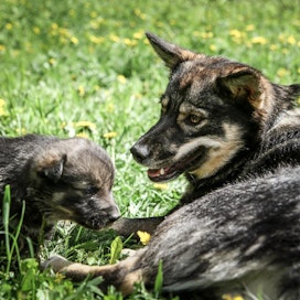 Lapinporokoira on kotimainen koirarotu, jota on perinteisesti käytetty porojen paimennuksessa.