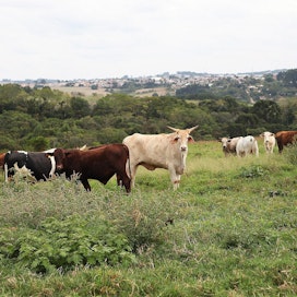EU:hun nyt tuodusta naudanlihasta jo noin 80 prosenttia tulee Mercosur-maista. Siipikarjasta vastaava osuus on 70 prosenttia. Kuva on Paranán osavaltiosta Brasiliasta.