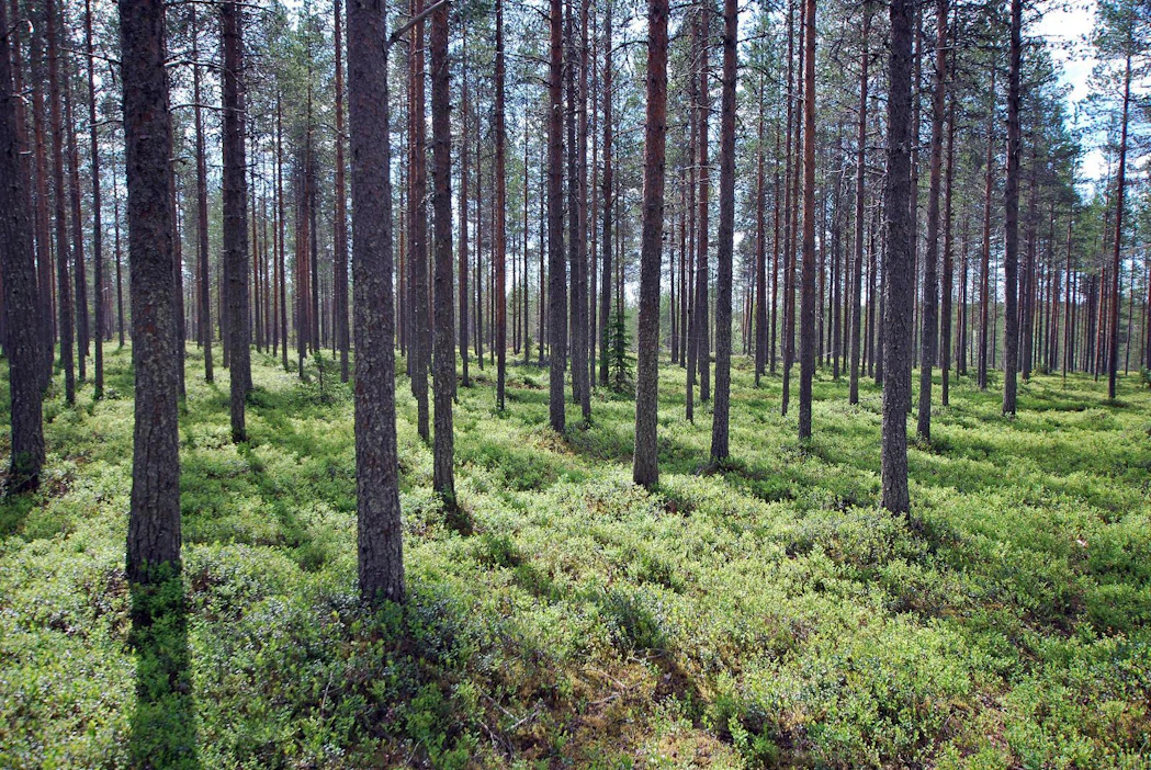 Norske Skog jatkaa keskusteluja yhtiön hallituksen ehdottamista velkajärjestelyistä rahoittajiensa kanssa.