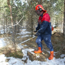 Kemeratuki on tärkeä kannustin etenkin nuoren metsän kunnostuksissa.