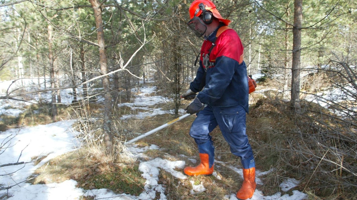 Kemeratuki on tärkeä kannustin etenkin nuoren metsän kunnostuksissa.