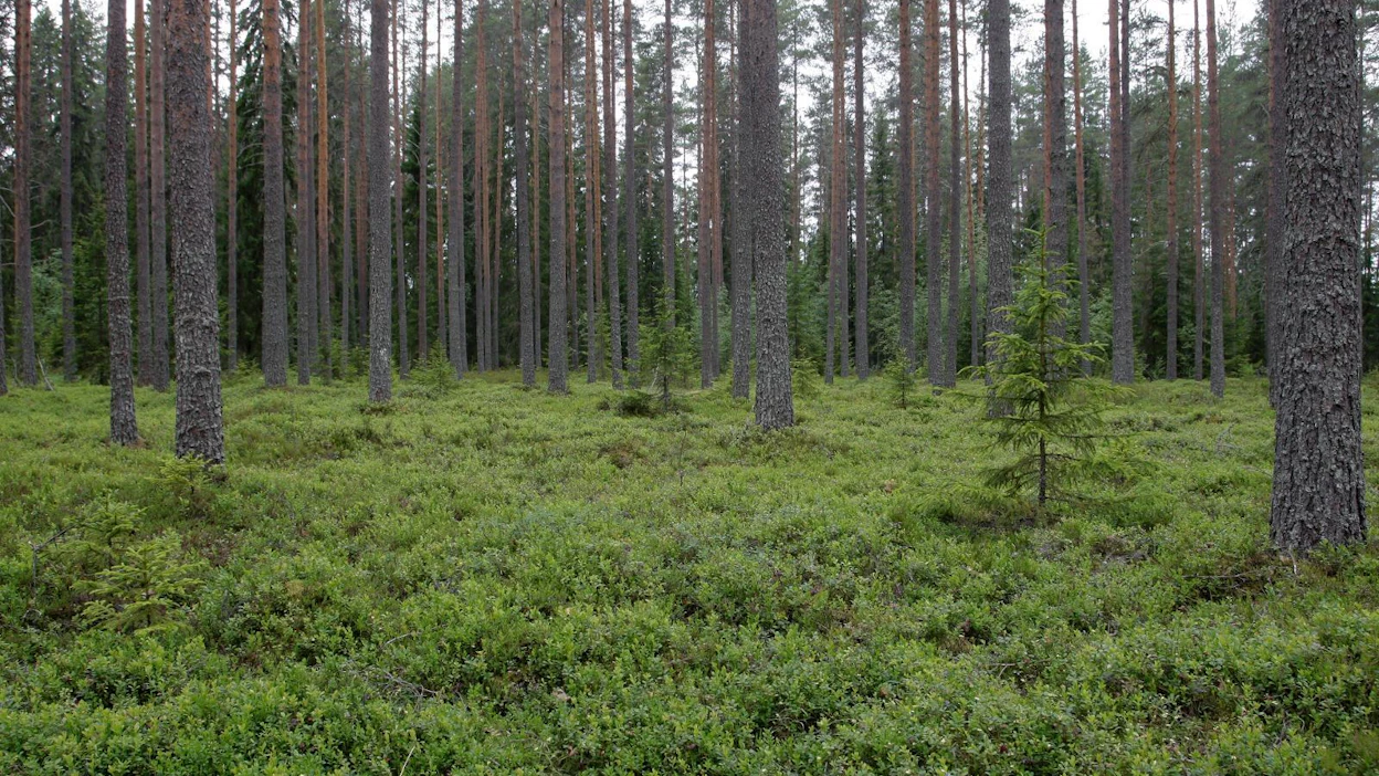Metsätilojen sukupolvenvaihdoksia helpottava esitys sai kritiikkiä lainsäädännön arviointineuvostolta.